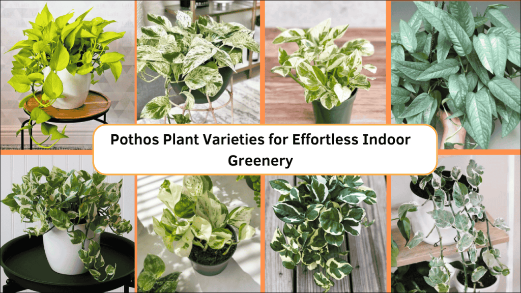 Pothos Plant Varieties for Effortless Indoor Greenery