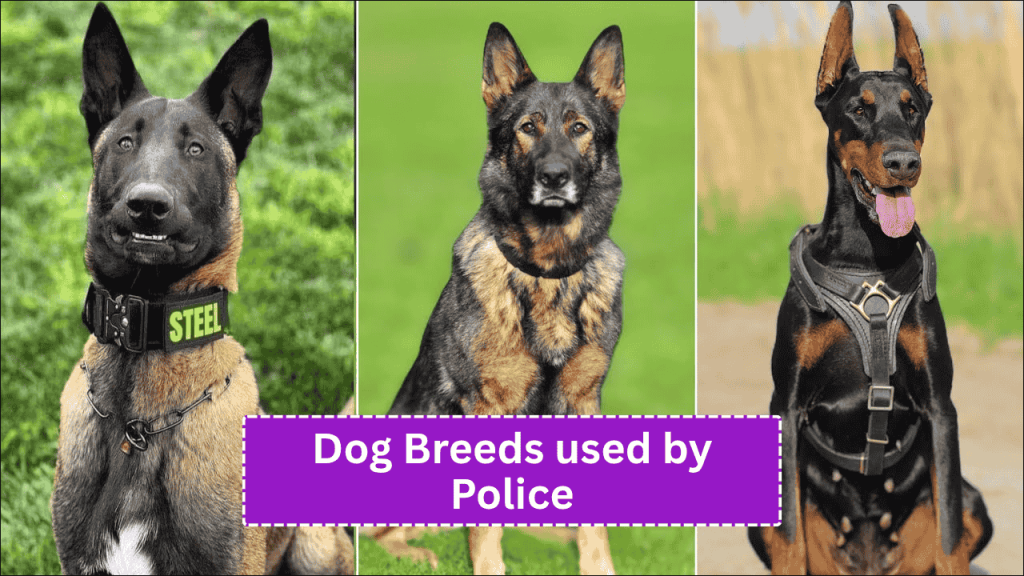 Top 10 Police Dog Breeds Used Across the World